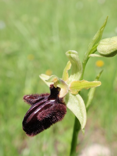 Ophrys incubacea subsp vivarensis (?)